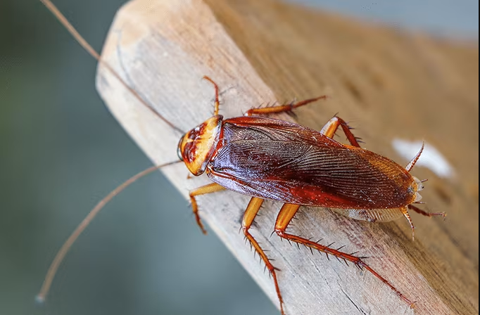Cockroach Control Services