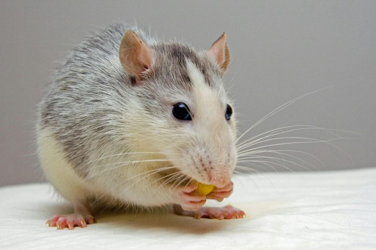 Rodent Control Services in Islamabad