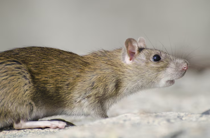Rodent Control Services